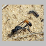 Ammophila sabulosa - Sandwespe 03c 19mm mit Clostera sp-Raupe.jpg